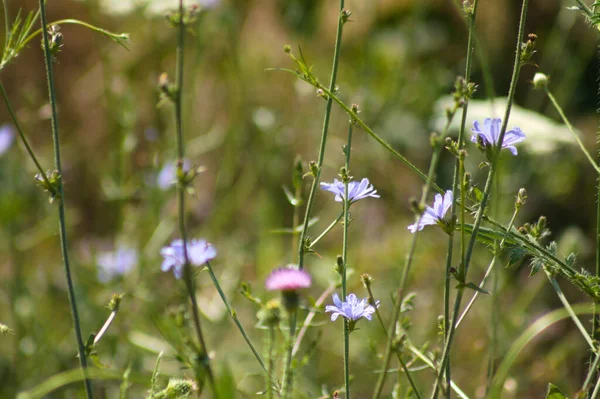 Önplanda seçici bir odak noktası olan mavi hindiba çiçeklerine yakın plan