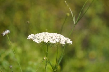 Yeşil bulanık arkaplan ile çiçek açmış yaban havucu yakın plan