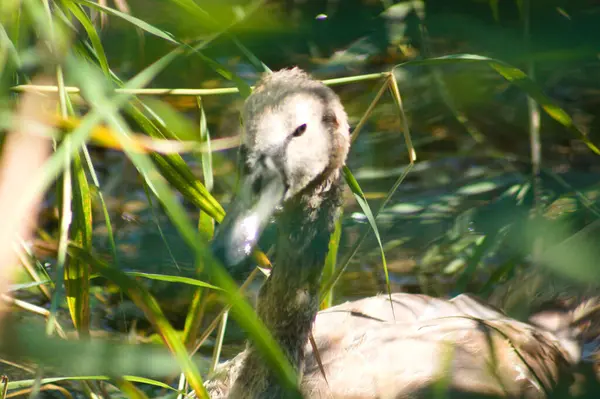 Close Young Swan Head Frontal View Plants Selective Focus Foreground — Stock fotografie