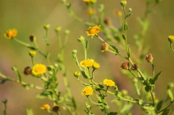 前景に焦点を当て選択的に黄色の一般的なフラバネの花のクローズアップ — ストック写真