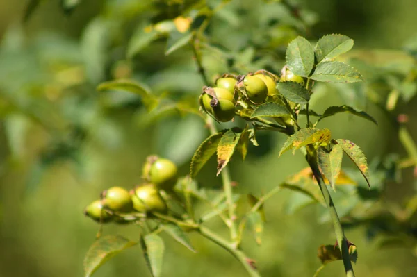 Primer Plano Las Frutas Rosa Mosqueta Verde Con Enfoque Selectivo — Foto de Stock