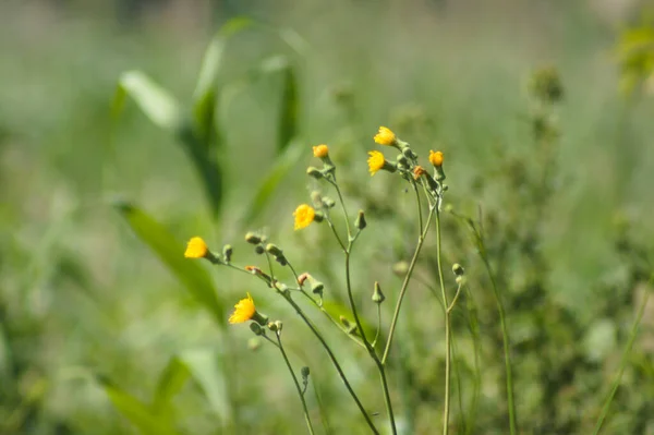 Uzun Ömürlü Dişi Devedikeni Sarı Çiçeklerinin Planda Seçici Bir Odak — Stok fotoğraf