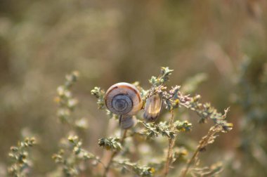 Önplanda seçici odaklı bir bitkiye salyangoz yakın plan