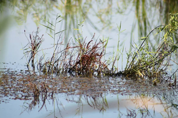 Yeşil ve kırmızı kamış yakın plan gölde yansımalar ve ön planda seçici odak
