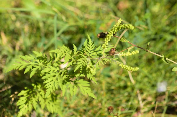 Ambrosia Close Annual Ragweed Leaves Buds Selective Focus Foreground — Fotografia de Stock