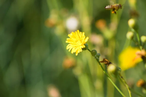 前景に焦点を当て選択的に滑らかなタカひげの花のクローズアップ — ストック写真