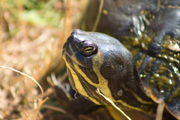 Close Turtle Head Side View Eye Selective Focus Foreground — Stockfoto