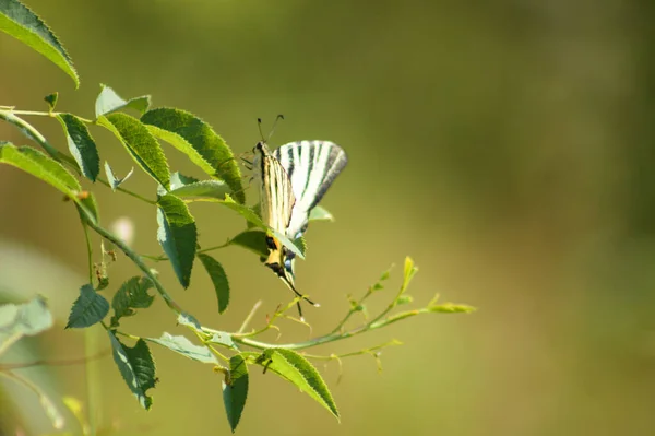 Nahaufnahme Eines Gestreiften Schmetterlings Auf Grünen Blättern Mit Selektivem Fokus — Stockfoto