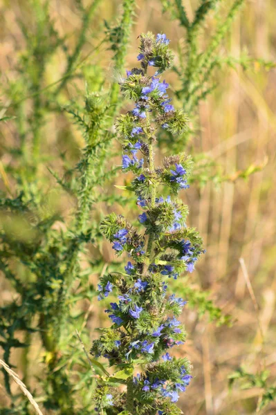 Nahaufnahme Von Viperblumen Mit Selektivem Fokus Auf Den Vordergrund — Stockfoto