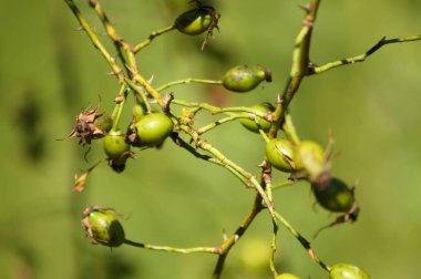 Önplanda seçici bir odak noktası olan yeşil gül kalçası meyvelerinin yakın çekimi