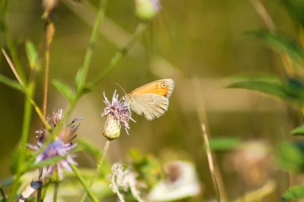 Gros Plan Fleur Chardon Rampant Avec Papillon Accent Sélectif Sur — Photo