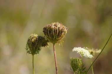 Arka planda yeşil buğulanmış bitkiler olan yeşil kahverengi yaban havucu tohumlarının yakın çekimi