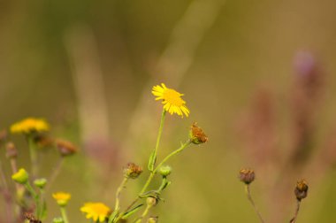 Yeşil bulanık arka planlı, sıradan pire sarısı çiçeğe yakın çekim