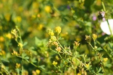 Önplanda seçici bir odak noktası olan yoncaya yakın çekim