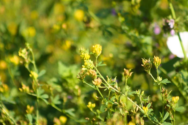 Önplanda seçici bir odak noktası olan yoncaya yakın çekim