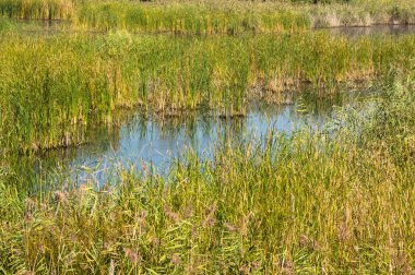 Küçük bir göle yakın plan ve ön planda seçici bir odak noktası.