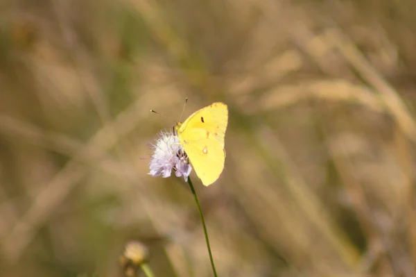 Primer Plano Pálida Mariposa Amarilla Nublada Sobre Una Flor Con —  Fotos de Stock