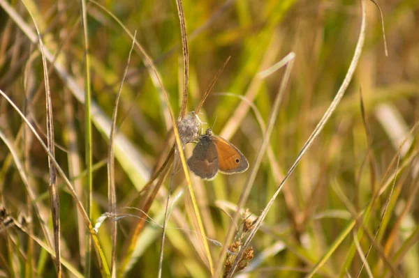 Gros Plan Papillon Bruyère Châtaignier Reposant Sur Une Plante Avec — Photo