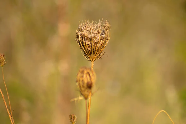 Close Van Bruine Wilde Wortel Met Groene Wazige Planten Achtergrond — Stockfoto