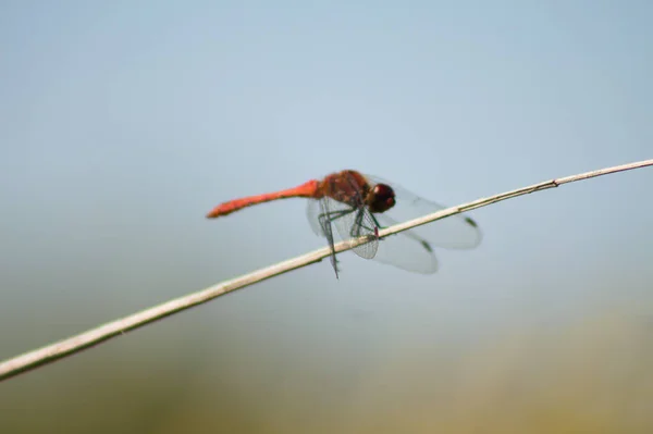 Close Red Dragonfly Side View Selective Focus Foreground Blue Sky — Stock Photo, Image