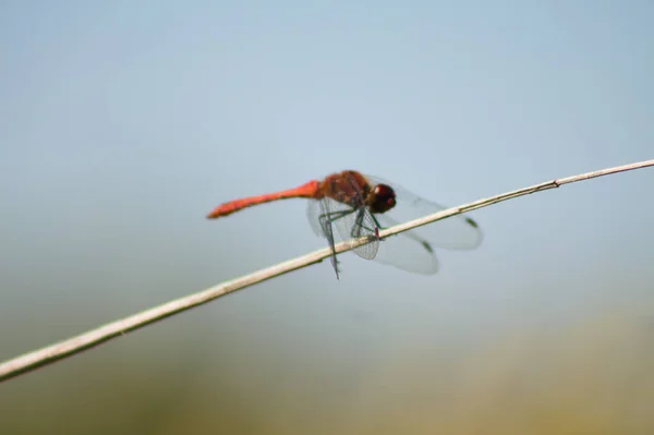 Close Van Rode Libelle Zijaanzicht Met Selectieve Focus Voorgrond Blauwe — Stockfoto