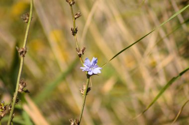 Arka planda yeşil bulanık bitkiler olan mavi hindiba çiçeklerine yakın plan
