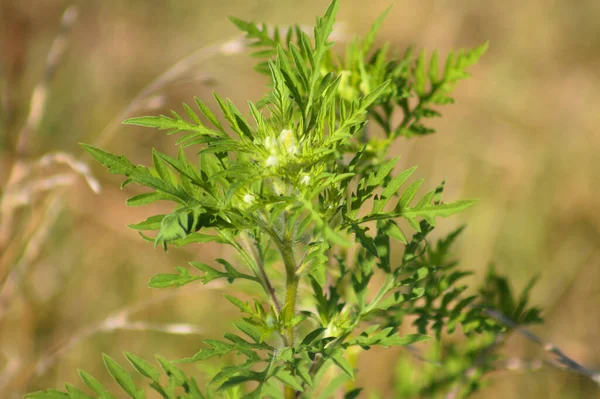 Ambroisie Gros Plan Sur Les Feuilles Annuelles Herbe Poux Vert — Photo