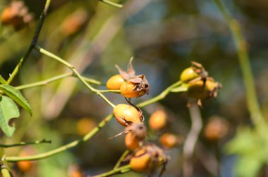 Ön planda seçici odaklı gül kalçası meyvelerinin yakın plan görüntüsü