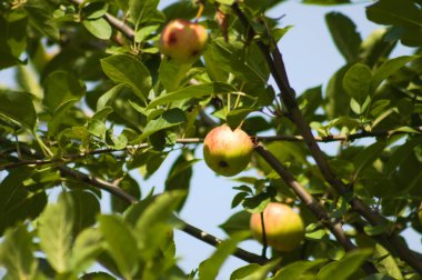 Ağaçtaki elmaların ön planda seçici bir odak noktası ve arka planda mavi gökyüzü var.