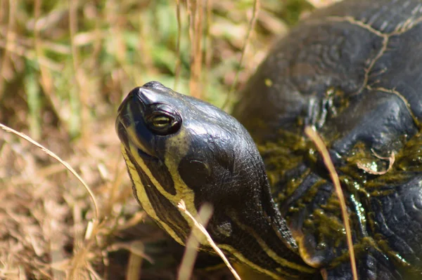 Närbild Sköldpaddshuvudet Med Selektivt Fokus Förgrunden — Stockfoto
