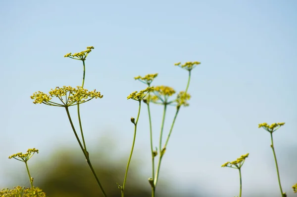 Close-up of yellow sweet fennel flowers with blue sky on background