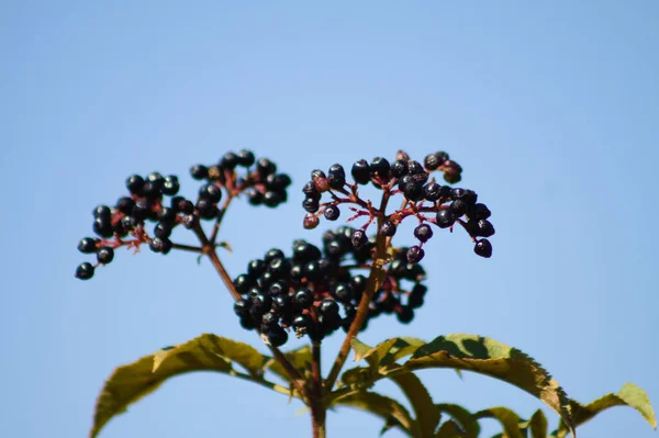Close Frutas Pretas Mais Velhas Com Céu Azul Fundo — Fotografia de Stock