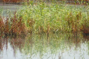 Genel sazlığa yakın çekim sakin göl suyuna yansıyor