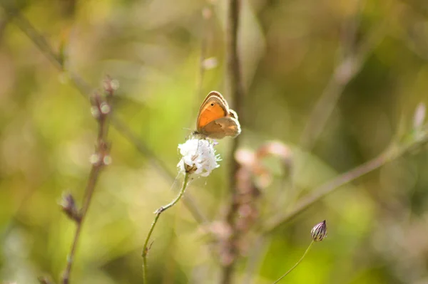 Primer Plano Mariposa Brezo Castaño Sobre Una Planta Con Fondo —  Fotos de Stock