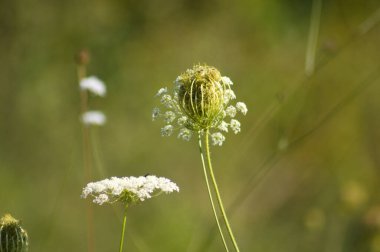 Yaban havucunun yakın plan yeşil bulanık arka plan ile çiçek açmaya başlaması