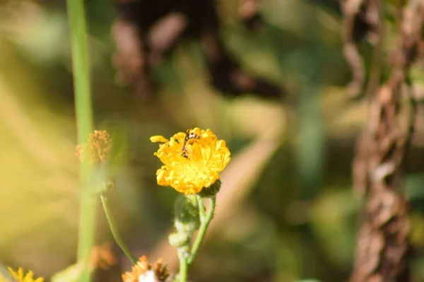Close Amarelo Flor Ragwood Folhas Estreitas Com Plantas Desfocadas Fundo — Fotografia de Stock