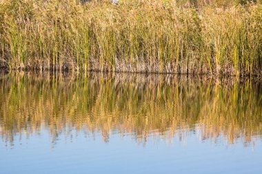 Yeşil sarı sazlığa yakın çekim gökyüzü yansımaları ile dalgalı göle yansıyan