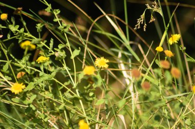 Siyah arka planda çimenleri olan ve ön planda seçici odak noktası olan sıradan pire türlerinin yakın plan görüntüleri