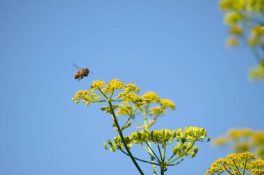 Arka planda mavi gökyüzü olan sarı tatlı rezene 'ye uçan arıya yakın çekim