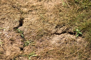 Kuraklıkla çatlamış, çimenli ve ön planda seçici odaklı toprağın yakın çekimi