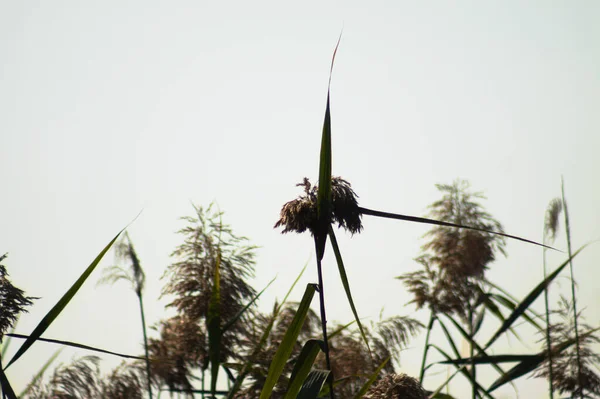 Arka Planda Sinsi Olan Ortak Sazlık Yaprakları Tohumların Yakın Plan — Stok fotoğraf