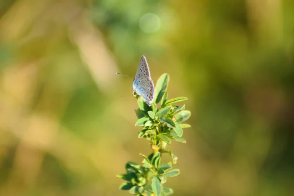 Κοντινό Πλάνο Της Πεταλούδας Μονάρχη Στηρίζεται Φυτό Πράσινο Θολή Φυτά — Φωτογραφία Αρχείου