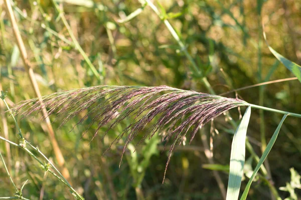 Close Common Reed Seeds Selective Focus Foreground — Fotografia de Stock