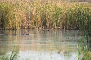 Dalgalanan suya yansıyan sazlığın olduğu göle yakın çekim.