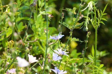 Önplanda seçici odaklı yaygın hindiba çiçeklerinin yakın plan görüntüsü