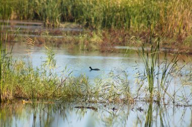 Gölün ortasındaki sazlığa yakın çekim