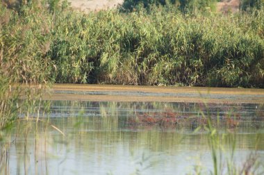 Sazlığa yakın çekim ön planda seçici bir odak ile kaplı göle yansıyor