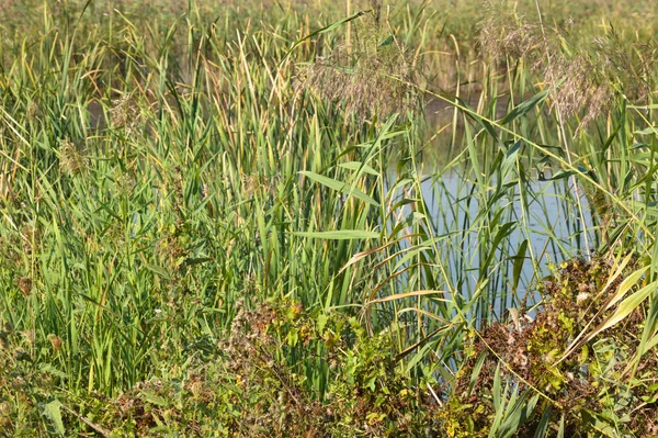 Nahaufnahme Von Grünem Schilf Mit Einem Dahinter Liegenden See — Stockfoto