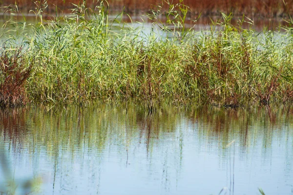 Nahaufnahme Von Grünem Schilf Das Sich Auf Dem Plätschernden See — Stockfoto