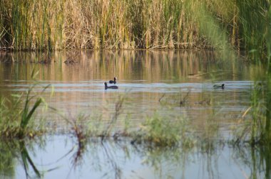 Genel sazlığa yakın çekim ön planda seçici bir odak ile göle yansıyor
